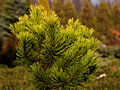 Pinus mugo Thomas IMG_1813 Sosna kosodrzewina